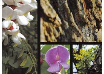 Il legno di robinia